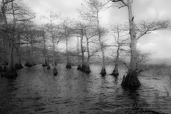 Tenor_of_Cypress