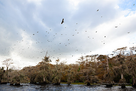 Vulture_Sky