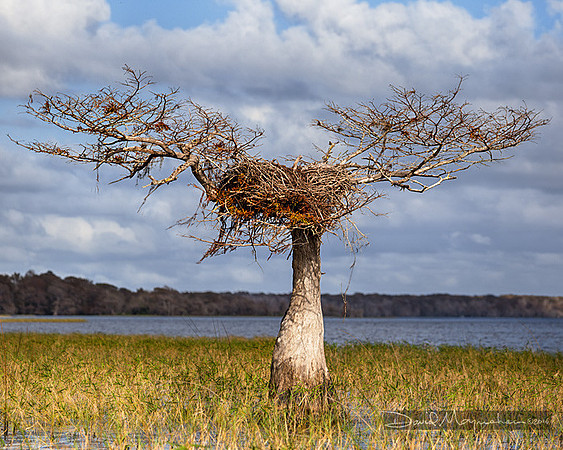 Big_Nest_Little_Tree