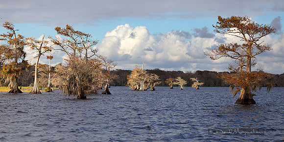 Blue_Cypress_Panorama