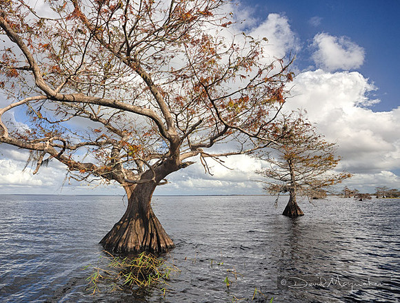 Cypress_Study