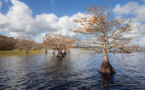 Fall_Cypress