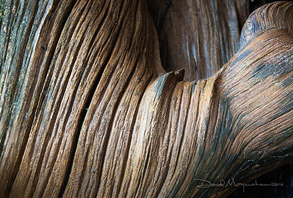 Grain_of_Grace