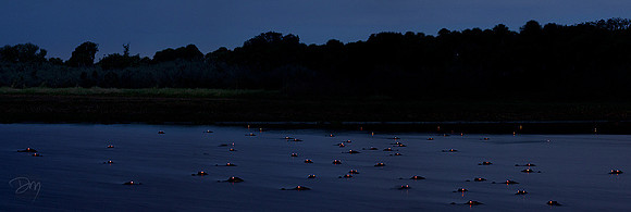 Alligator Eyes Pano