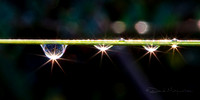 Drop Light