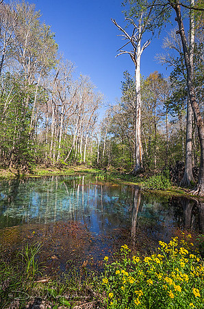 Naked Spring