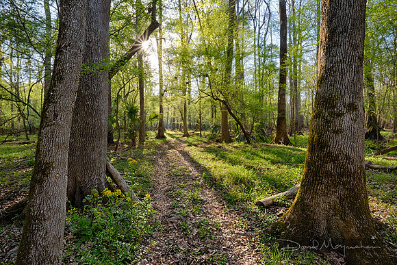 Trail to the Sun