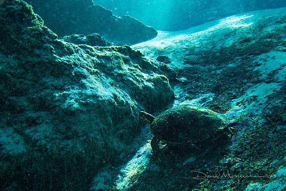 Blue Turtle