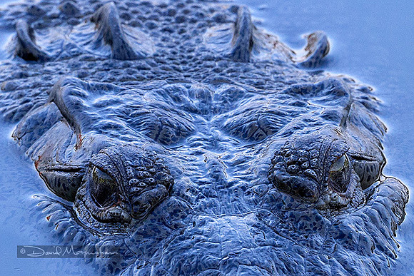 Crocodile Eyes