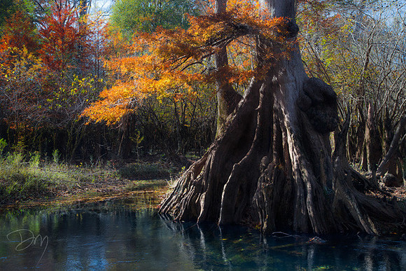 Fall Spring Run