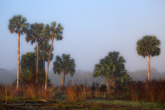 Painterly_Palm_Study