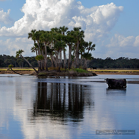 Palm_Isle_Moo