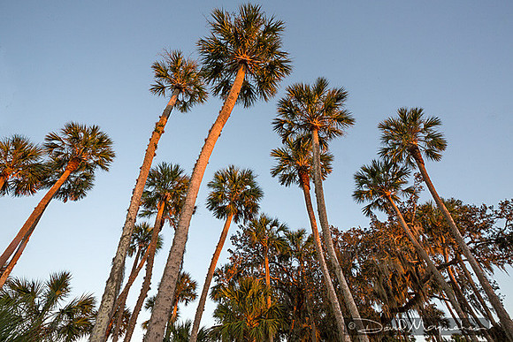 Palm_Light