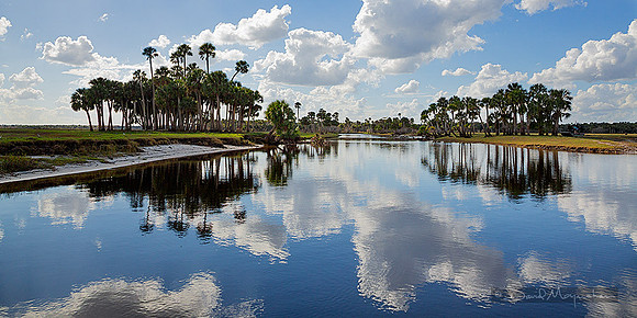 Palm Panorama