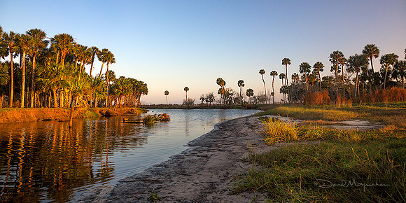 Palm_Panorama_2