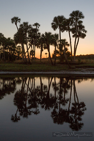 Palm_Sunset