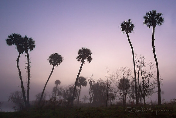 Palms_in_Fog_&_Heron
