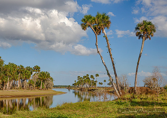 Palms_of_the_Econlockhatchee