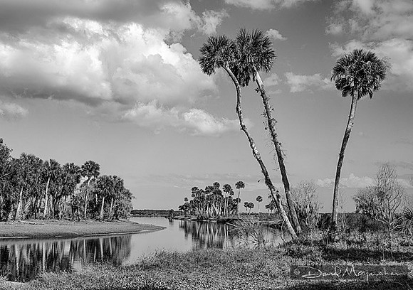 Palms of the Econlockhatchee B&W