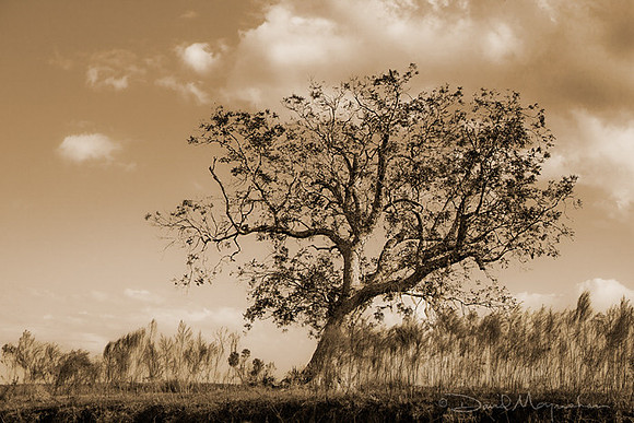 Portrait_of_Tree_sepia