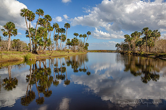 Reflections_on_Palm_Groves