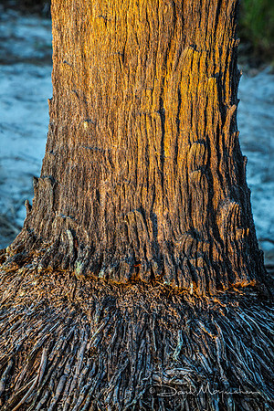 Sabal_Palm_Detail