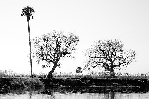 Stark_Tree_Study