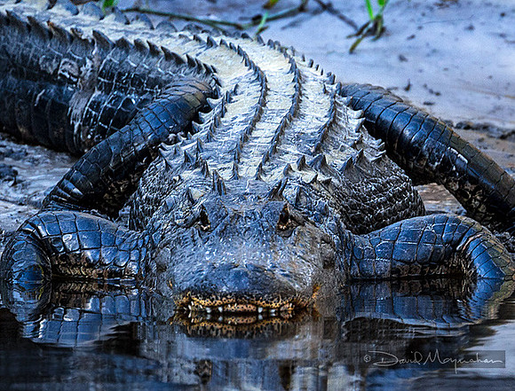 Alligator_Coming