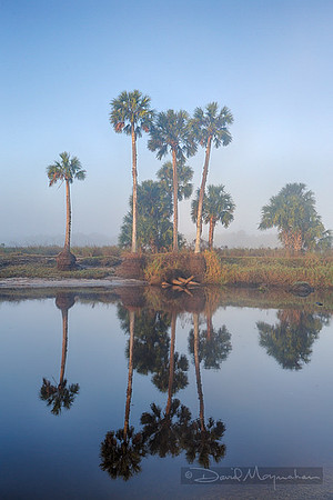 Foggy_Palm_Reflection