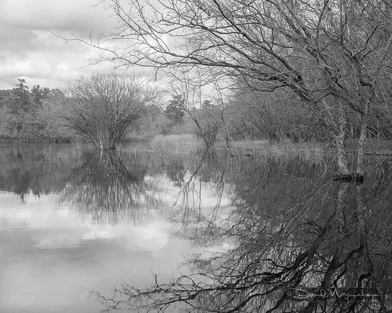 Satilla B&W
