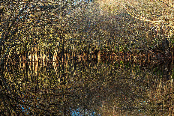 Thicket in Reflection