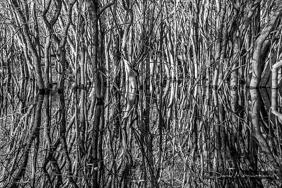 Thicket Light B&W
