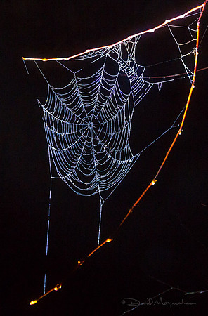 Web of Night