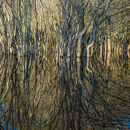 Tree Burst