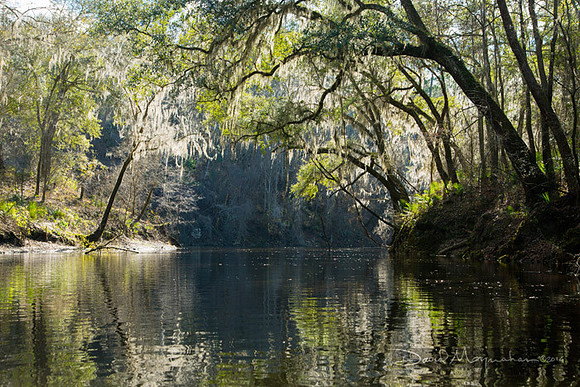 Alapaha_Backlight