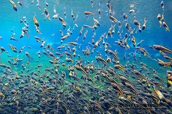 Dance of the Tadpoles