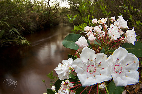 Mountain Laurel