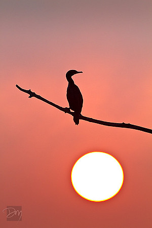 Cormorant Sunrise II