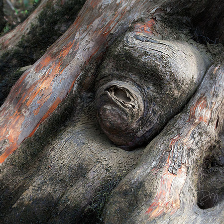 Cypress Ape