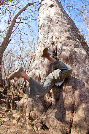 Entering Big Tree
