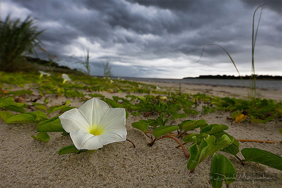 Beach Flowers