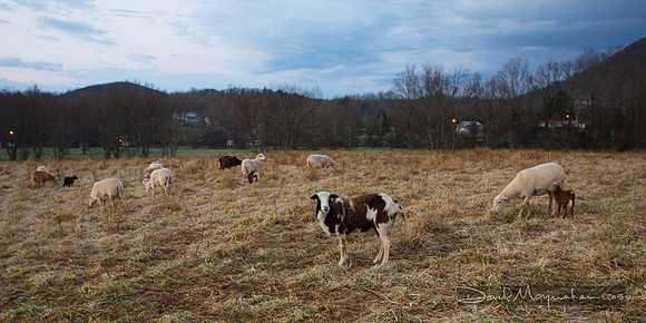 Farm-5371