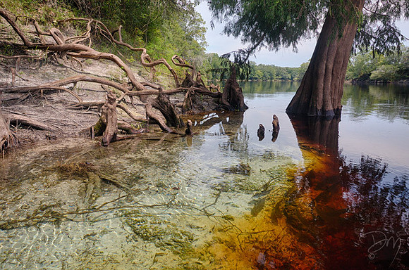 Suwannee_spring_flow
