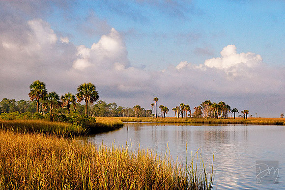 Palms of St Marks