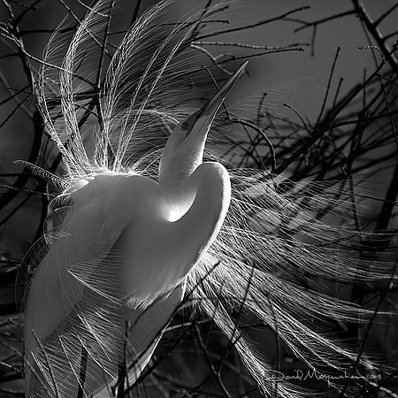 Plumage