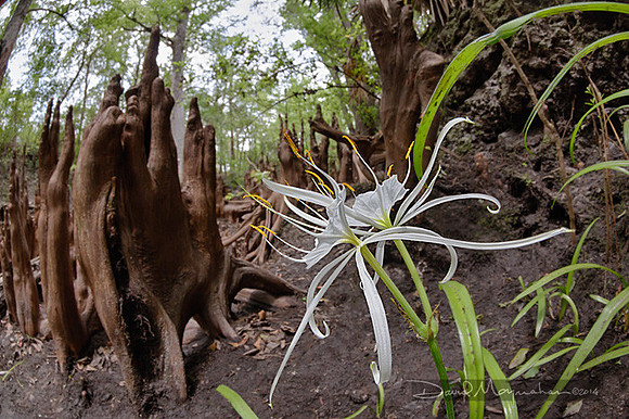 Spider_Lilies