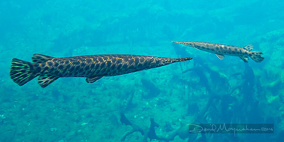 Pair_of_Gars