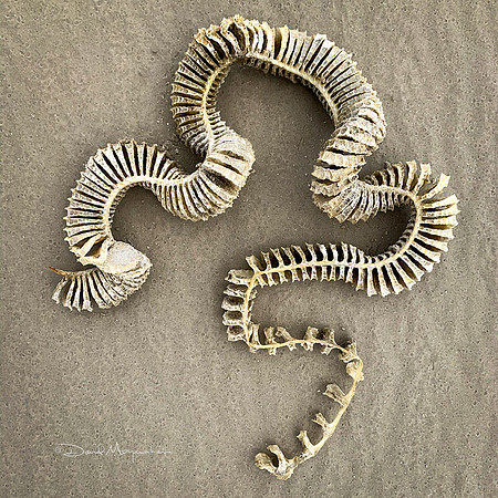 Lightning Whelk