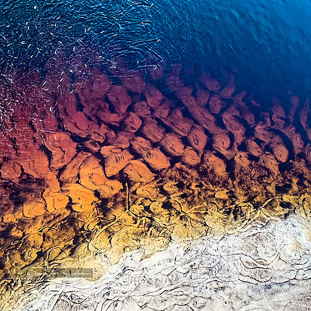 Bugs & Scales