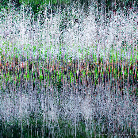 Dog Fennel Abstraction